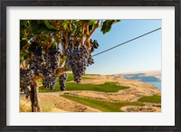 Framed Merlot Grapes Hanging In A Vineyard