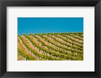 Framed Rows Of Young Vines