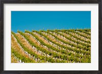 Framed Rows Of Young Vines