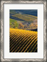 Framed Vineyards, Walla Walla, Washington State