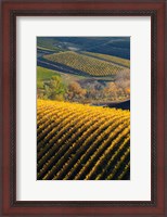 Framed Vineyards, Walla Walla, Washington State