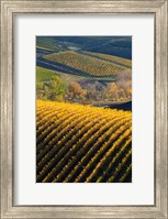Framed Vineyards, Walla Walla, Washington State