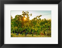 Framed Sun Burst In A Vineyard