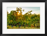 Framed Sun Burst In A Vineyard