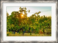 Framed Sun Burst In A Vineyard