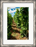 Framed Vineyard Region Known As The Rocks