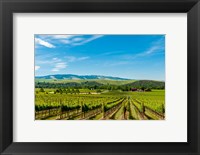 Framed Vineyard Landscape In Walla Walla