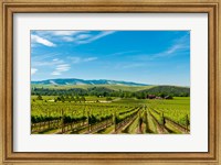 Framed Vineyard Landscape In Walla Walla