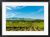 Framed Vineyard Landscape In Walla Walla