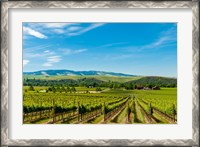 Framed Vineyard Landscape In Walla Walla