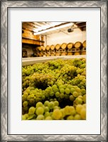 Framed Bin Of Chardonnay Grapes Awaits Beind Crushed