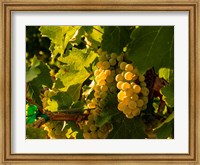 Framed Sauvignon Blanc Grapes