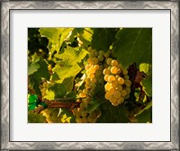 Framed Sauvignon Blanc Grapes