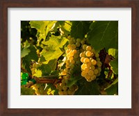 Framed Sauvignon Blanc Grapes