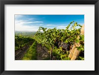 Framed Grenache Grapes From A Vineyard