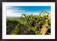 Framed Grenache Grapes From A Vineyard