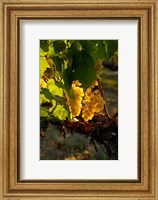 Framed Harvest Time In A Vineyard