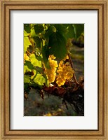 Framed Harvest Time In A Vineyard