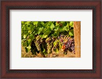 Framed Wine Grapes In Veraison In A Vineyard