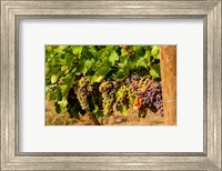 Framed Wine Grapes In Veraison In A Vineyard