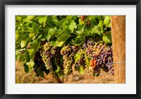 Framed Wine Grapes In Veraison In A Vineyard