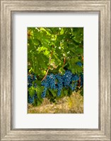 Framed Cabernet Sauvignon Grapes Near Harvest