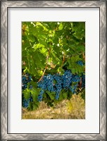 Framed Cabernet Sauvignon Grapes Near Harvest