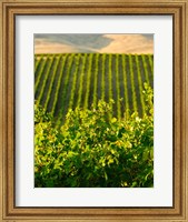 Framed Vineyard At Mabton, Washington State
