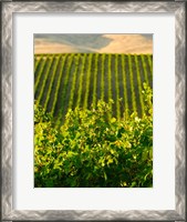 Framed Vineyard At Mabton, Washington State