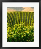 Framed Vineyard At Mabton, Washington State