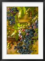 Framed Cabernet Franc Block In Harvest