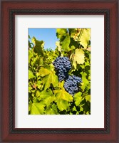 Framed Syrah Grapes In Sunlight