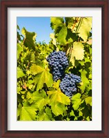 Framed Syrah Grapes In Sunlight