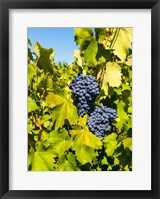 Framed Syrah Grapes In Sunlight