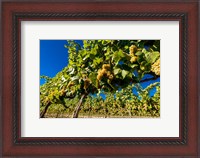 Framed Riesling Grapes In A Columbia River Valley Vineyard