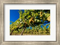 Framed Riesling Grapes In A Columbia River Valley Vineyard