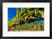 Framed Riesling Grapes In A Columbia River Valley Vineyard