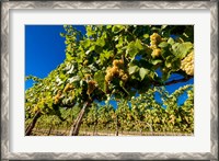 Framed Riesling Grapes In A Columbia River Valley Vineyard