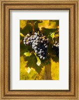 Framed Grenache Grapes In A Columbia River Valley Vineyard