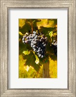 Framed Grenache Grapes In A Columbia River Valley Vineyard