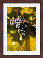 Framed Grenache Grapes In A Columbia River Valley Vineyard