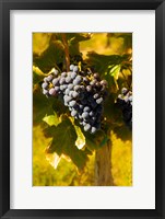 Framed Grenache Grapes In A Columbia River Valley Vineyard