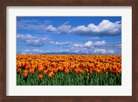 Framed Orange Tulips In Skagit Valley, Washington State