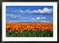 Framed Orange Tulips In Skagit Valley, Washington State
