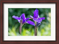 Framed Close-Up Of Iris In A Garden