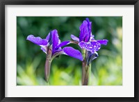 Framed Close-Up Of Iris In A Garden