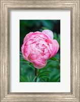 Framed Close-Up Of A Pink Garden Peony