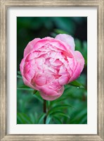 Framed Close-Up Of A Pink Garden Peony