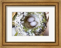 Framed Rufous Hummingbird Nest With Eggs