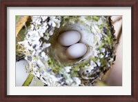 Framed Rufous Hummingbird Nest With Eggs